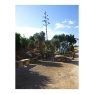 Eine-bluehende-agave-davon-gab-es-ganz-viele-im-park