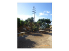 Eine-bluehende-agave-davon-gab-es-ganz-viele-im-park
