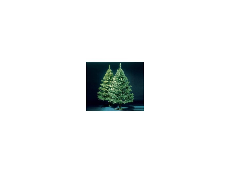 Buri Weihnachtsbaum Preise und Testberichte bei yopi.de