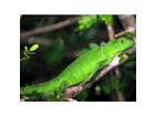 Gruener-leguan