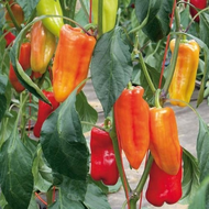 Rot Peperoni Penis Hot lustig-Paprika Samen Capsicum annuum Chili Pflanzen