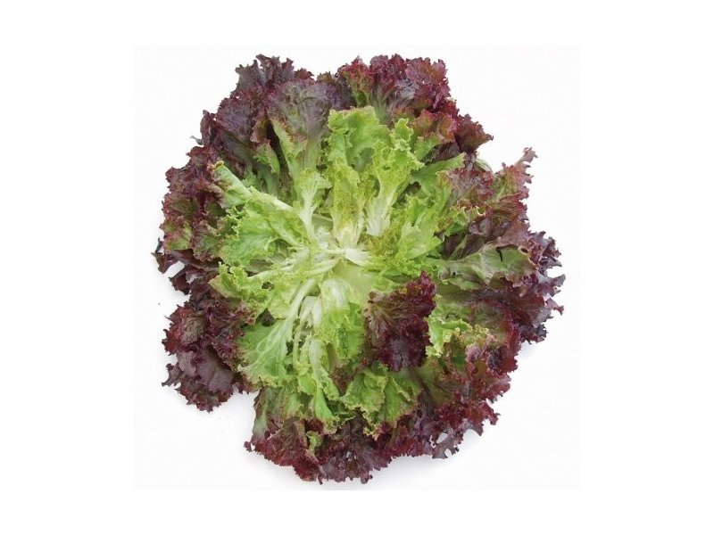 Pflücksalat-Samen Testbericht bei yopi.de