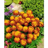 Tagetes-samen