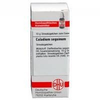Dhu-caladium-seguinum-d6-globuli-10-g