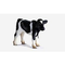 Schleich-farm-life-13139-kalb-schwarzbunt