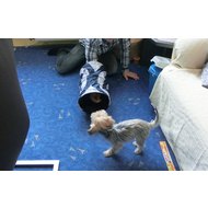 Schrittweise-fast-sie-mut