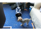 Schrittweise-fast-sie-mut
