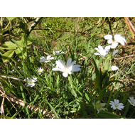 Schoene-bluehende-pflanzen