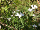 Schoene-bluehende-pflanzen