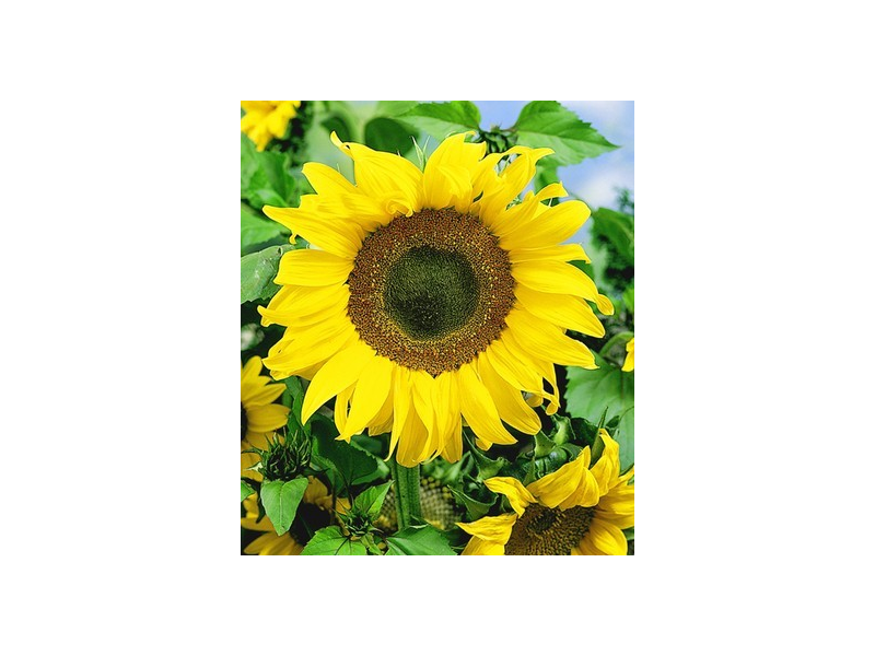 SonnenblumenSamen Testbericht bei yopi.de