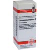 Dhu-echinacea-purpurea-d1-globuli