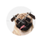 Karlsson-crazy-dog