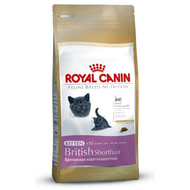 Royal-canin-kitten-british-shorthair