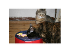 Kitty-lake-von-trixie