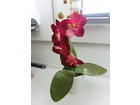 Meine-orchidee