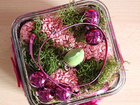 Amaryllis-im-glas