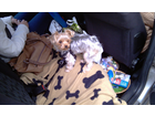 Unsere-hundedecke-mit-lilly