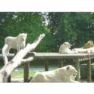 Safari-freizeitpark-schloss-holte-stuckenbrock
