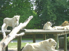 Safari-freizeitpark-schloss-holte-stuckenbrock