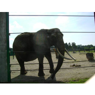 Safari-freizeitpark-schloss-holte-stuckenbrock