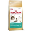 Royal-canin-kitten-maine-coon-36