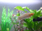 Beispielfoto-mein-segelkaerpfling-aufgenommen-durch-die-aquariumscheibe