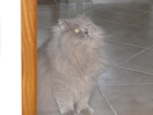 Beispielfoto-mein-perserkater-balou-aufgenommen-mit-der-panasonic-lumix-dmc-sz1