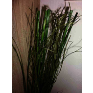 Mein-gras