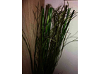Mein-gras