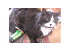 Felix-praesentiert-fructis-haar-gel