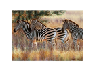 Ravensburger-191130-zebraherde-1000-teile