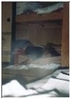 sleepers