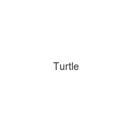 turtle