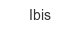Ibis ibis