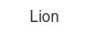 Lion lion