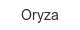 oryza