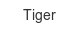 Tiger tiger