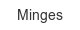 Minges minges