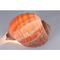 Naeve-leuc-deko-tischleuchte-shell