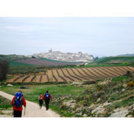 Vor-uns-der-ort-cirauqui-herrlich-auf-einem-berg-gelegen-davor-ausladende-weinberge