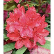 Rhododendron