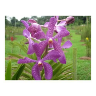 Im-falschen-orchideen-garten-in-welchem-wir-leider-gelandet-sind