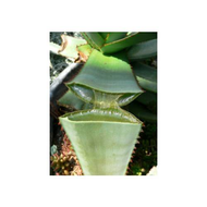 Aloe-querschnitt