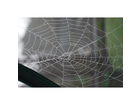 Ein-spinnennetz