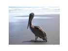 Ein-pelikan-der-wohl-nicht-so-genau-weiss-was-er-mit-sich-anfangen-soll