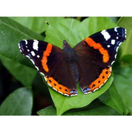 Schmetterling-aufnahme-mit-35mm-und-olympus-e-450