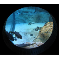 Fische-blicken-aus-dem-aquarium