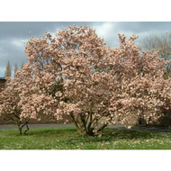 Der-magnolienbaum