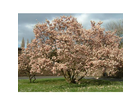 Der-magnolienbaum