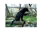Handy-foto-4-ein-schwarzer-panther-im-krefelder-zoo-am-20-04-2006